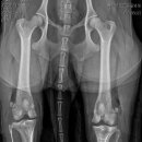 일동동물병원 이미지