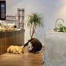 제제의미학 | [전주] 안녕, 제제(별관독채- 제제의 미학)/전주 숙소 도장깨기 성공🏡