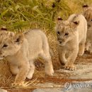 한사자농장 이미지