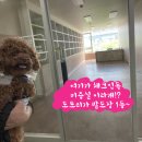 단아하개 이미지