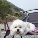 보드랍개 네이버블로그