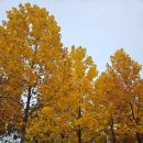 과학아 과학아 어디에 있니? | 호암미술관 루이즈 부르주아전시관람 단풍구경