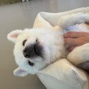 댕글댕글유치원 이미지