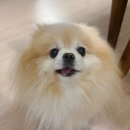 천사 애견 이미지