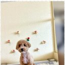 포블포블 이미지