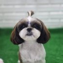 냥이멍이세상 이미지