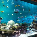 코엑스아쿠아리움 이미지