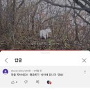 반려견 잃어버린 짜루캠핑 유투버의 평소 행동 (오프리쉬하면 절대 안되는 이유) 이미지