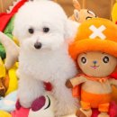 댕댕이지 이미지