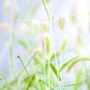 강아지풀 이미지