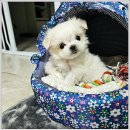 베이비몽 강아지분양 인천청라점 | 베이비몽 강아지분양 인천청라점에서 살펴보는 책임 있는 반려 입양 가이드^^!