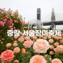 2025 중랑 서울장미축제 5/19 ~ 24 가이드 및 참가