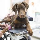 마이펫종합동물병원 이미지