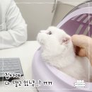 올케어 동물의료센터 | 대구 수성구 동물병원 24시 케어동물의료센터 고양이 건강검진 솔직후기! (ft. 노령묘 도롱이)