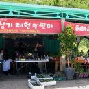 해바라기-청춘(1) 이미지