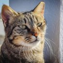 제마동물병원 이미지