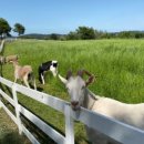 경사목장 이미지