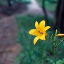 솔숲과 바다 이미지