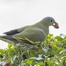 Thick-billed Green Pigeon 이미지