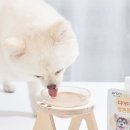 디어마이펫 이미지