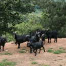 상아농장 이미지