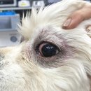 으뜸원동물병원 이미지