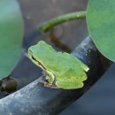 청개구리 이미지