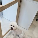 멜팅그루밍 이미지