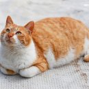 빵실빵실 이미지