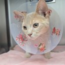 판교 P&P 동물병원 이미지