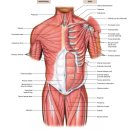 The Muscular System. 인체 모든 근육 해부학과 기능. 대박자료 이미지