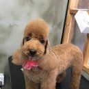 멍이맘&대디 이미지