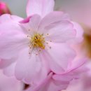 창가(한국SGI) 이미지