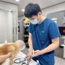 정수동물병원 | 의정부고양이동물병원, 변비로 힘들어하는 반려묘에게 필요한 치료