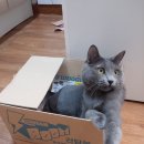 서울 코렛트 고양이 남아 2살 버만고양이8살 무료분양합니다. 이미지