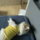 몽그라니 이미지