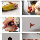 동자개 치어의 아래턱 발적병(red lower jaw disease, RLJD)의 원인은 미동정 RNA바이러스 이미지