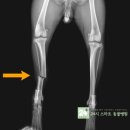 24시스마트동물메디컬센터 이미지