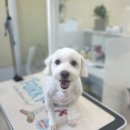 마음이네 멍발소 이미지