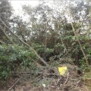 온평리-10 이미지