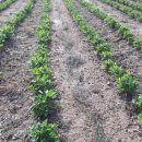 아마골농장 이미지