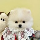 멍멍앤쿡 이미지