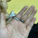 프라하동물병원 | 나 너무 많은 일이 잇엇어 힘들다 진짜