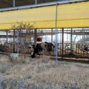 평촌목장 이미지