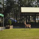 웃다리1945 이미지