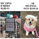 까치네먹거리 | 5-3 챗지피티랑 싸우는 집사 일상