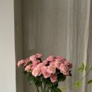 스튜디오로즈데이 네이버블로그