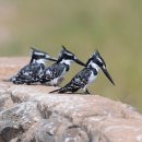 아프리카뿔호반새(African pied kingfisher) 이미지