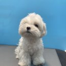 블루밍독 이미지