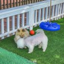 솜마-가 | 경주 애견동반 숙소 솜마애견풀빌라 미온수무료 풀빌라 스파객실 후기